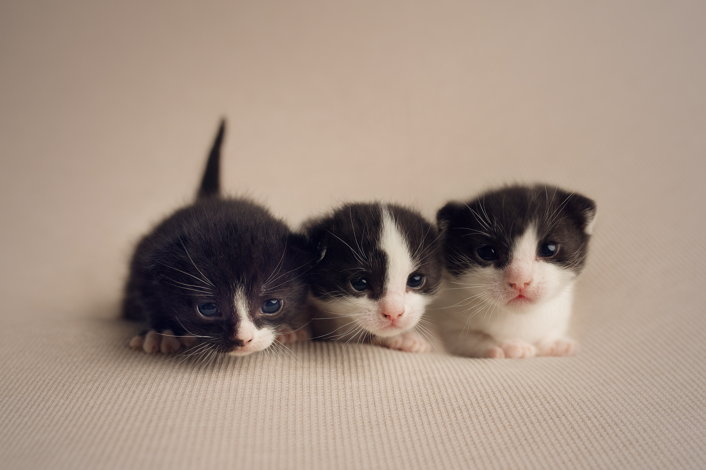 Rescue Kittens baby photographer Essex