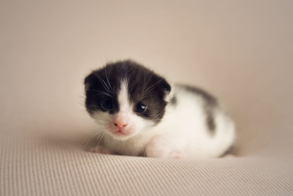 Rescue Kittens baby photography essex